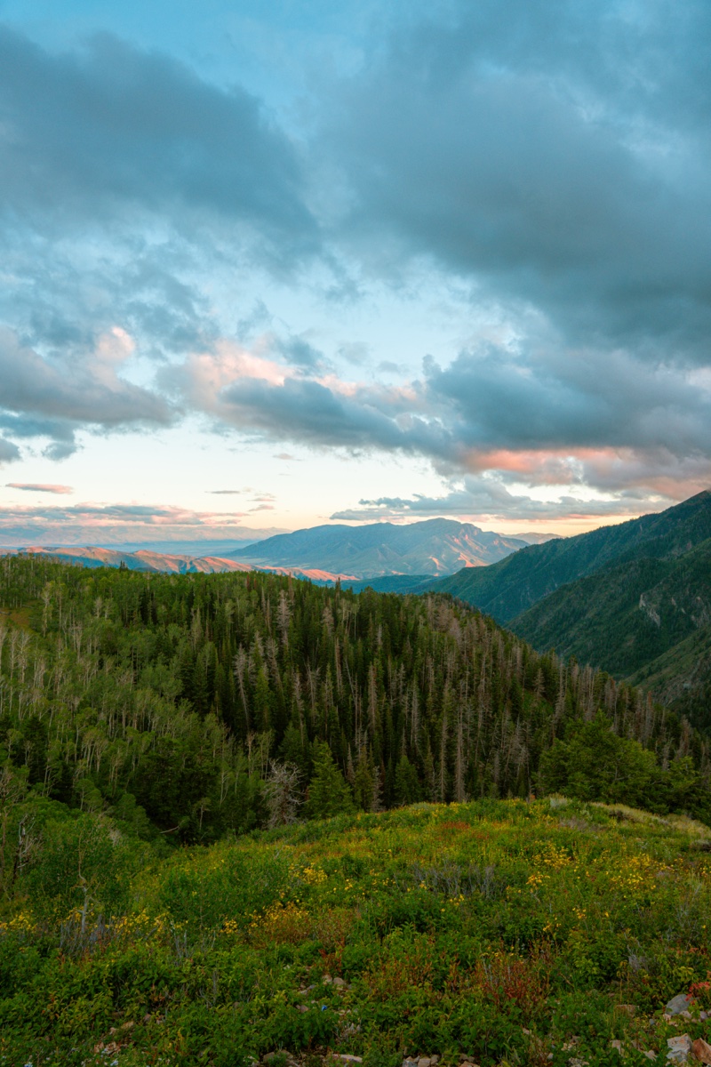Wildflower meadow above a forested Utah canyon at dusk