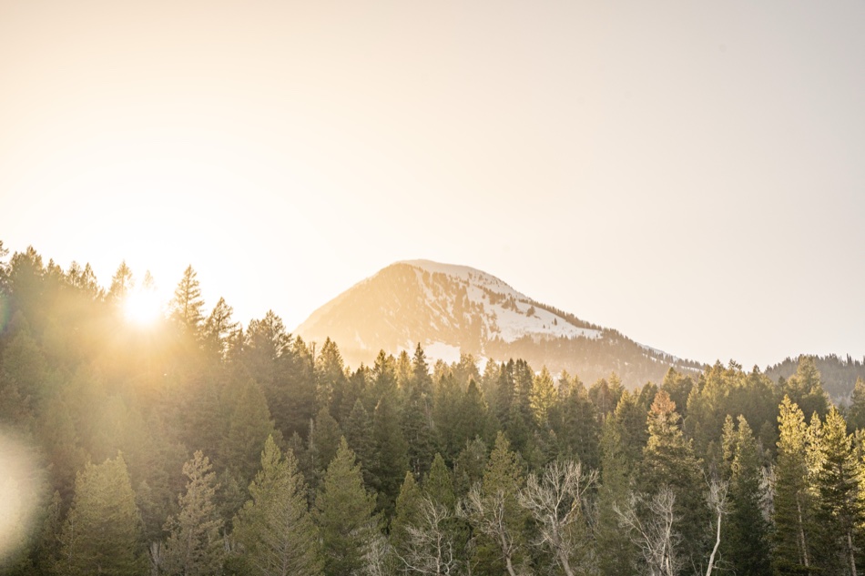 Sun breaking through pines below a snow-covered peak
